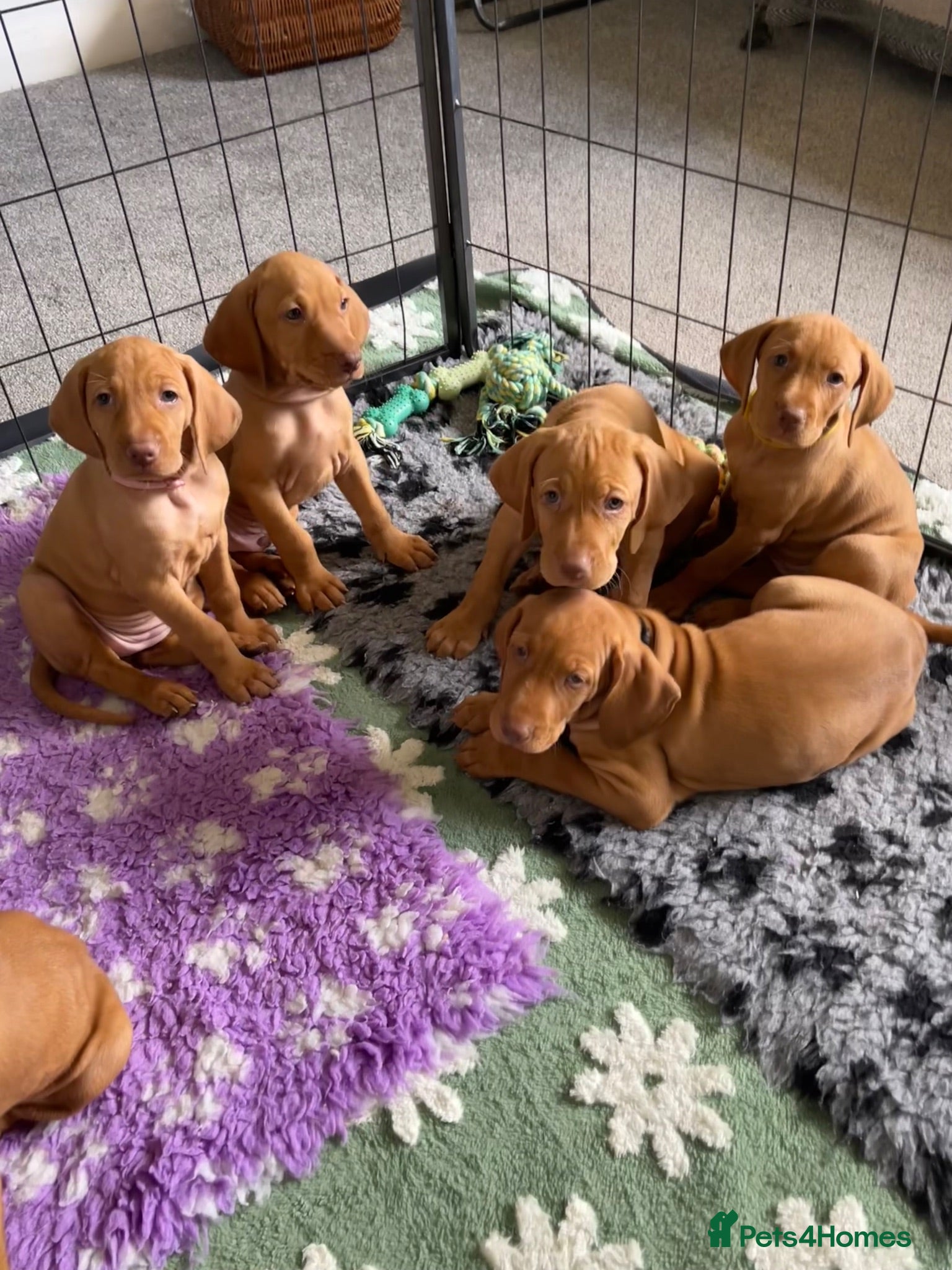 Hungarian Vizsla dogs Hungarian vizsla puppies  - Advert 1