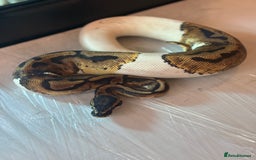 Python Snake reptiles for sale: CHECK DESCRIPTION !!! - Image 16