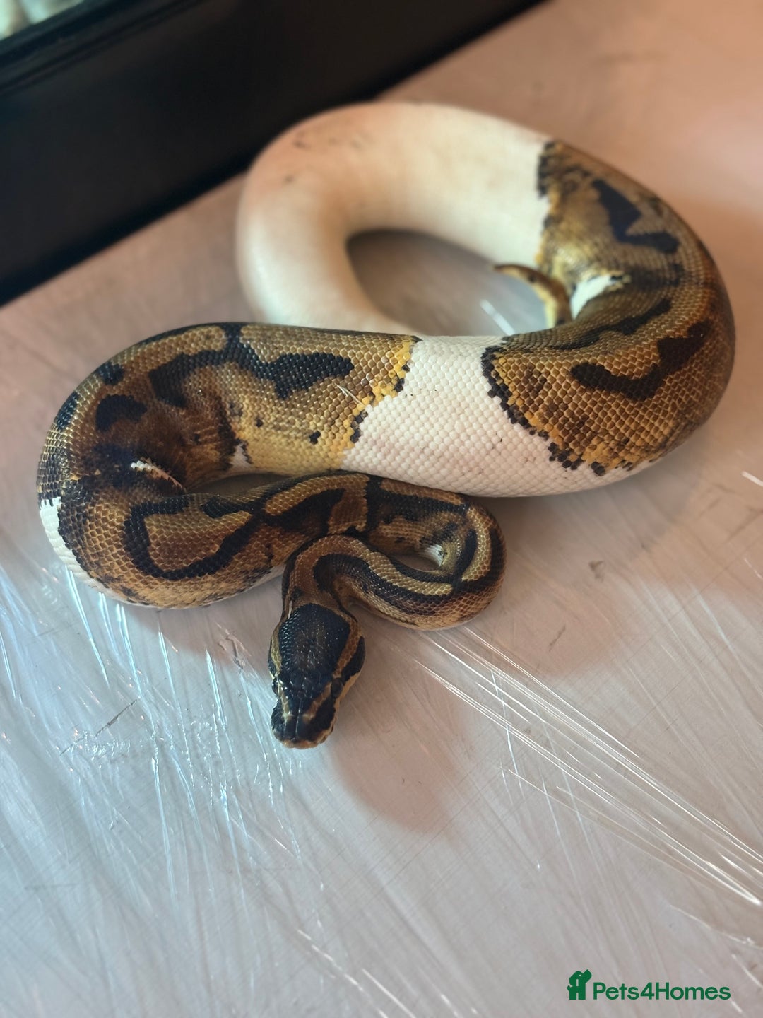 Python Snake reptiles for sale: CHECK DESCRIPTION !!! - Image 16