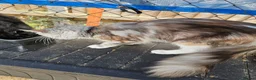 Maine Coon cats for sale: Stunning Black Silver Torbie worth White. - Advert 2