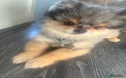 Pomeranian dogs for stud: 🎃EXPERIENCED👑KING ZIGGY & PRINCE COCO🏆STUD Boys in Bedford - Image 12
