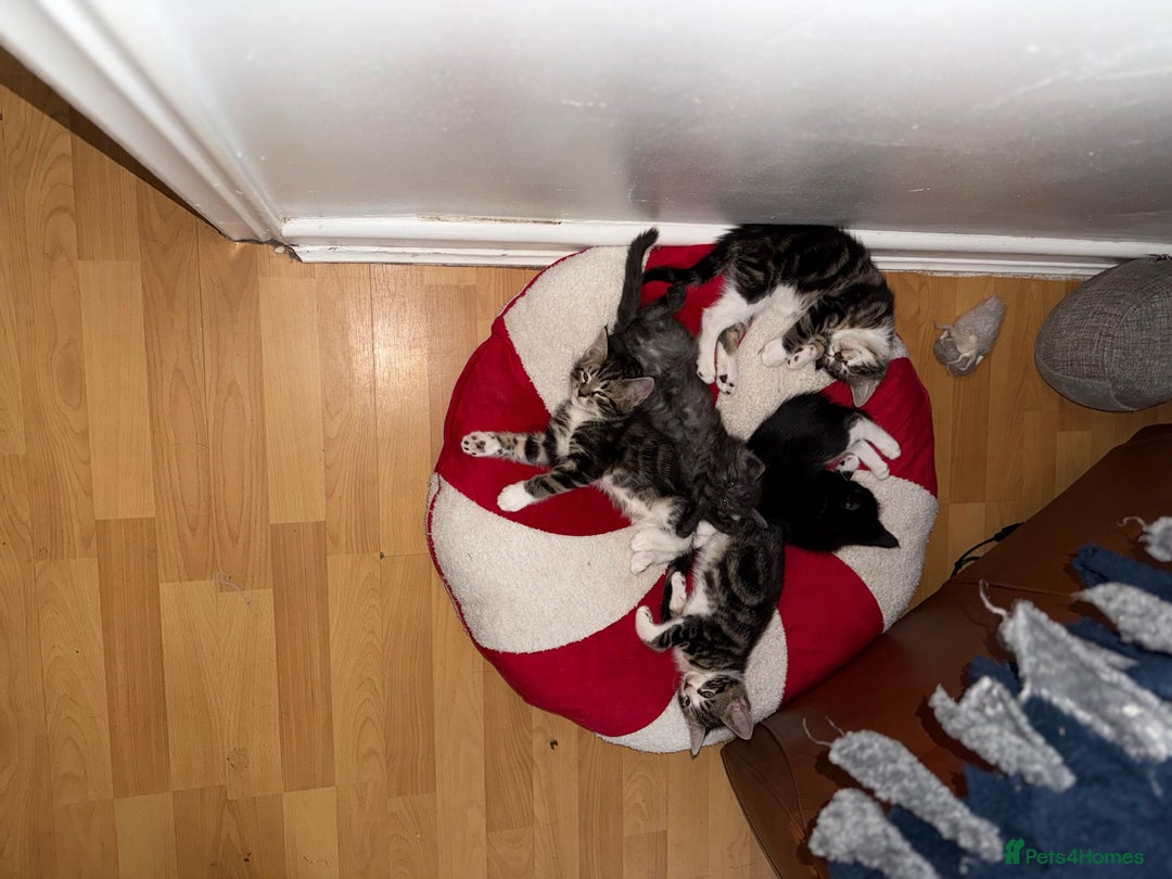 Maine Coon cats for sale: Russian Maine Coon Mixed  - Image 4