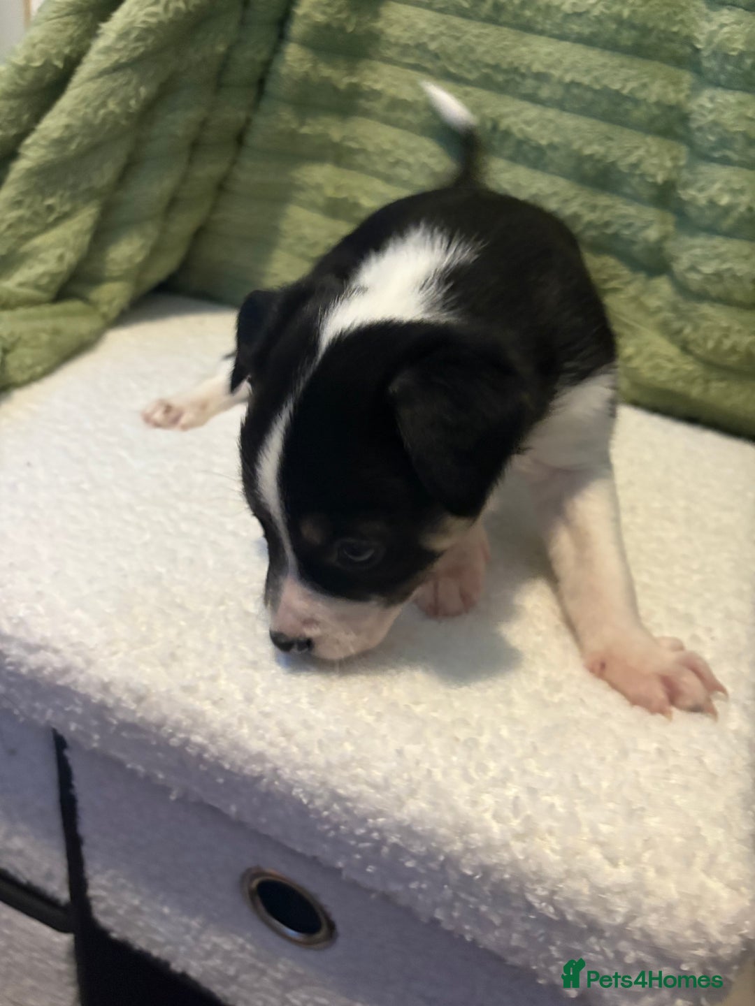 Border Collie dogs for sale: Beautiful Border Collie Puppies - Advert 7