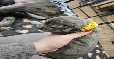 Great Dane dogs - Advert 3