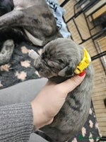 Great Dane dogs - Advert 6