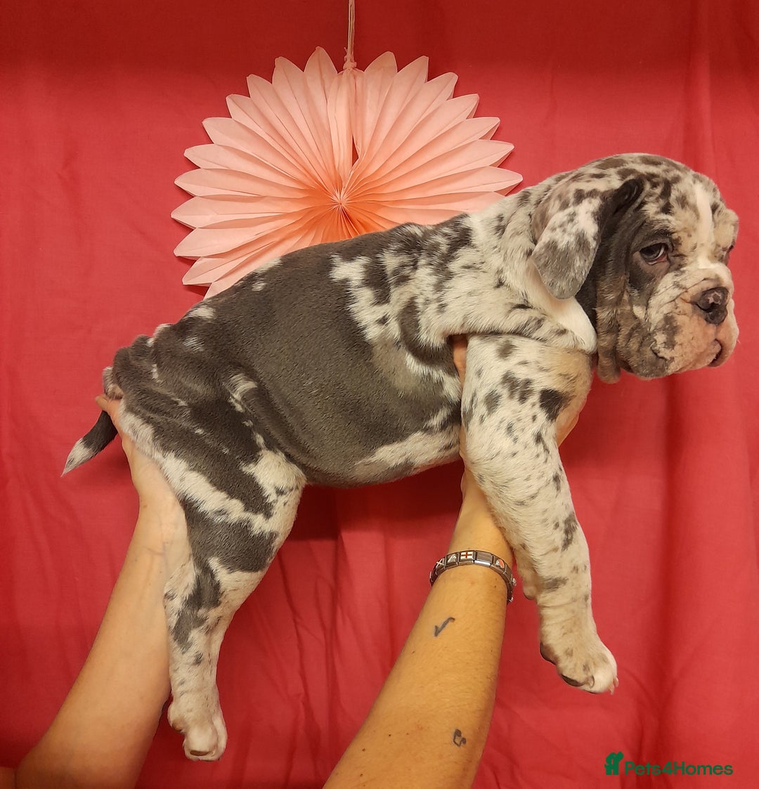 Mixed Breed dogs for sale: F1 olde English bulldog - Advert 32