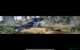 German Wirehaired Pointer dogs for stud: GERMAN IMPORT, FANTASTIC LINES, PROVEN STUD  - Image 2