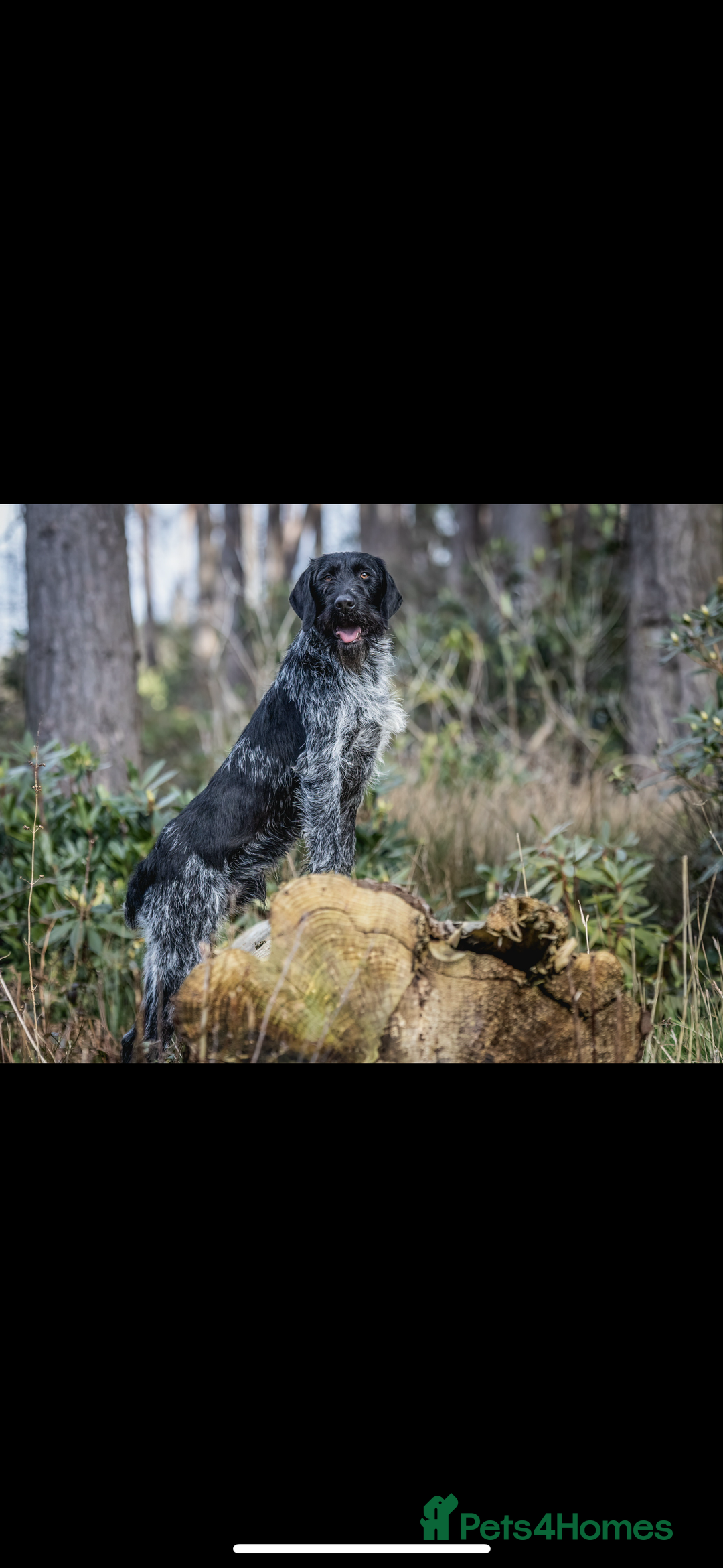 German Wirehaired Pointer dogs for stud: GERMAN IMPORT, FANTASTIC LINES, PROVEN STUD  - Image 2