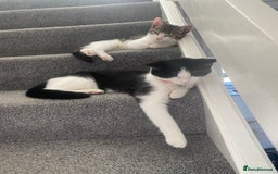 Ragdoll cats for sale: Family Cats - Image 2
