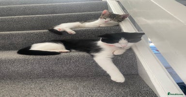 Ragdoll cats - Advert 1