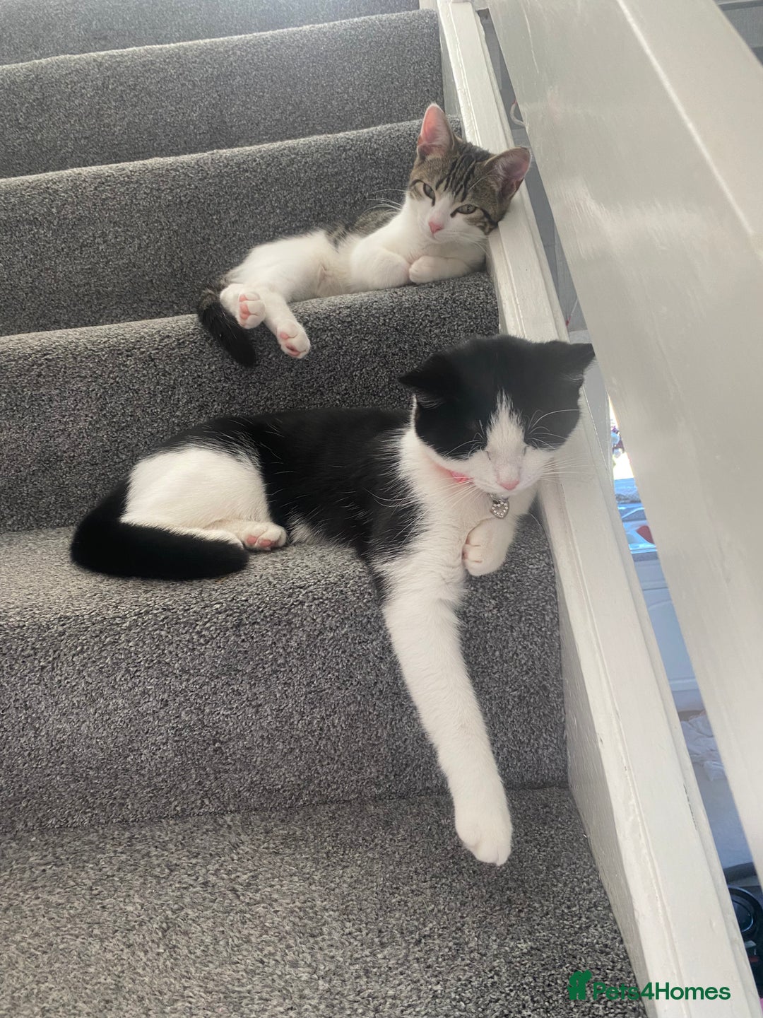 Ragdoll cats for sale: Family Cats - Image 2