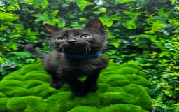 Egyptian Mau cats for sale: Smoke Egyptian MAU x Bengal spotted&marble kittens - Image 6