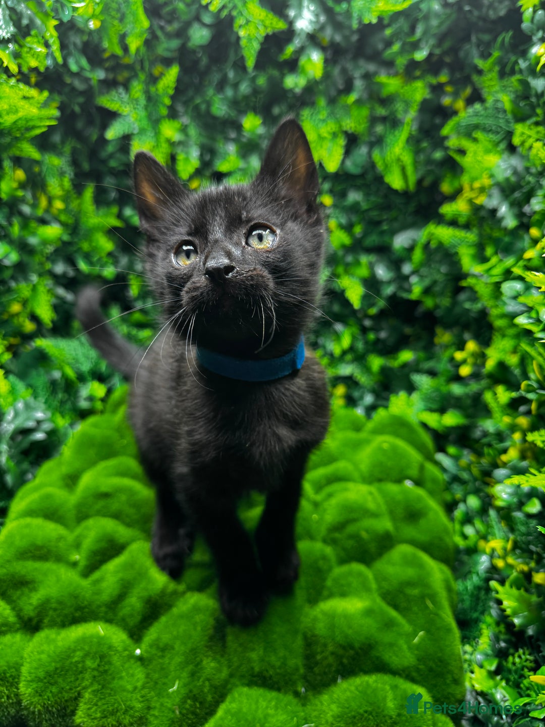 Egyptian Mau cats for sale: Smoke Egyptian MAU x Bengal spotted&marble kittens - Image 6