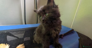 Maine Coon cats - Advert 13