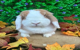 Mini Lop rabbits for sale: Beautiful mini lop adults (proven)  - Advert 6
