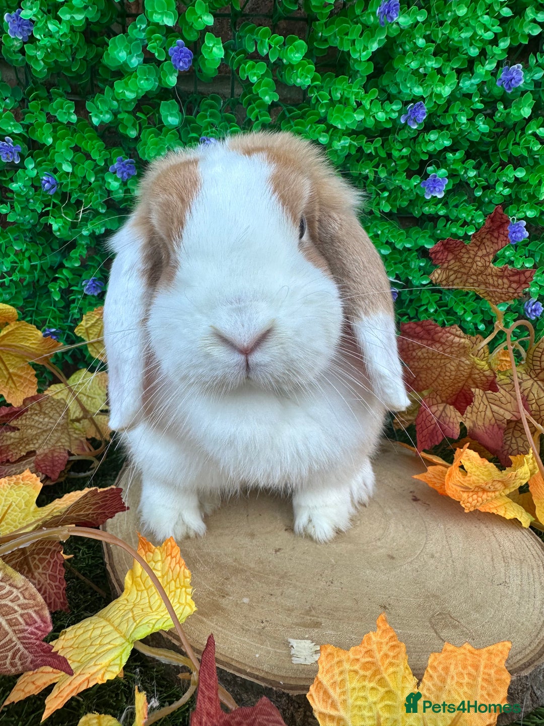 Mini Lop rabbits for sale: Beautiful mini lop adults (proven)  - Advert 6