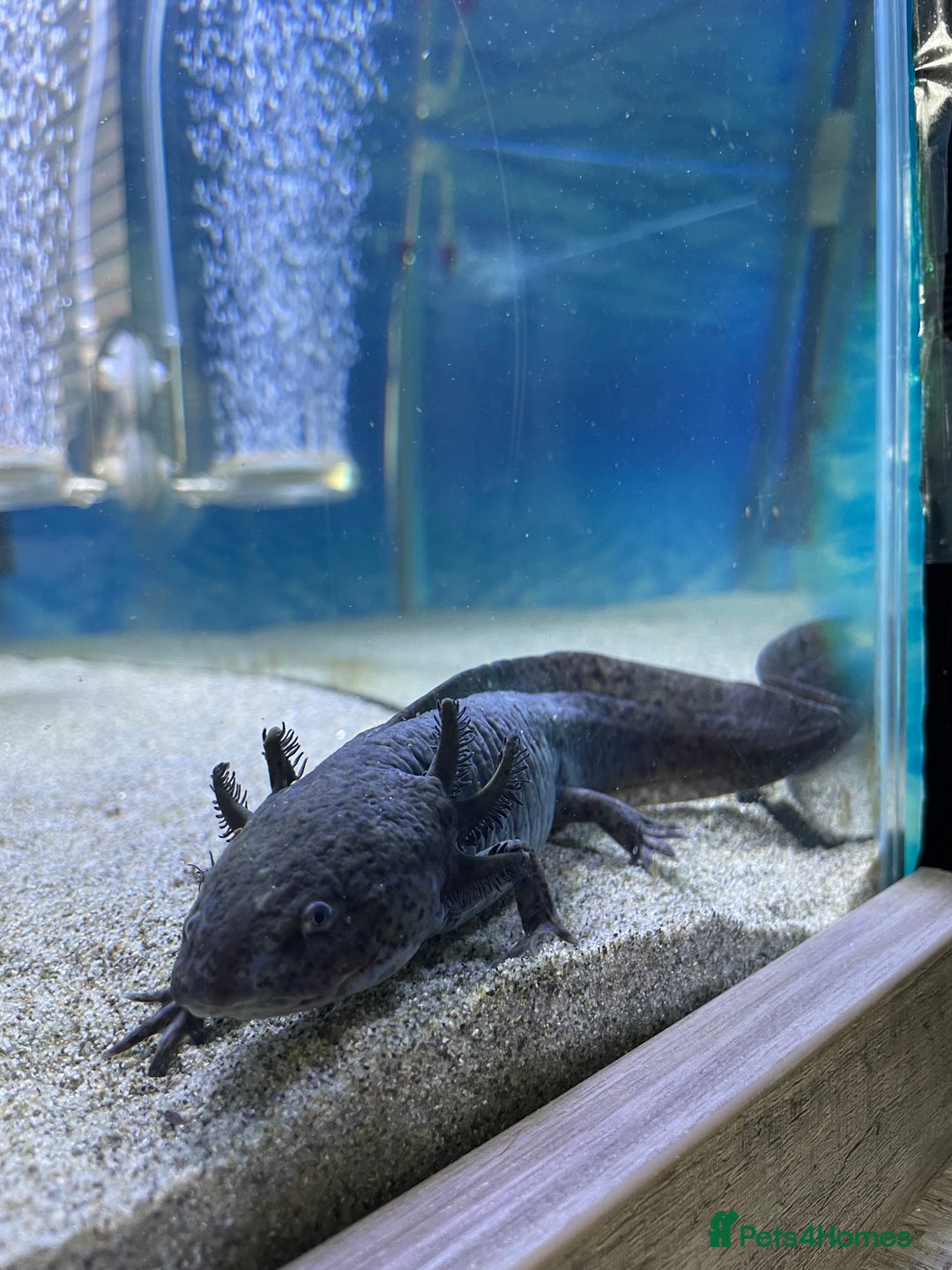 Other/Mixed Breed fish for sale: X2 Axolotls  - Image 5
