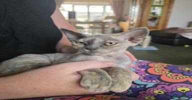 Devon Rex cats - Advert 5