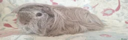 Guinea Pig rodents for sale: MEADOW SIDE CAVIES BABY GUINEA PIGS HEREFORDSHIRE  - Advert 14