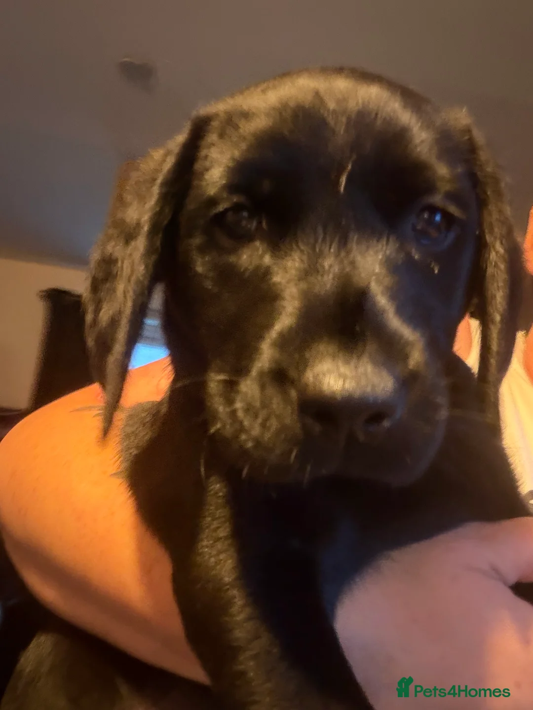 Labrador Retriever dogs for sale: Black Labrador bitch  - Advert 7