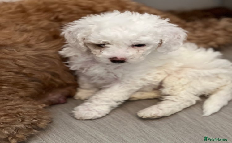 Cavapoo dogs - Advert 3