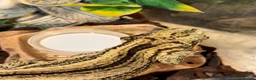 Gecko reptiles for sale: 3 Geckos For Sale (1, Gargoyle Gecko, 2 Crested) - Advert 2