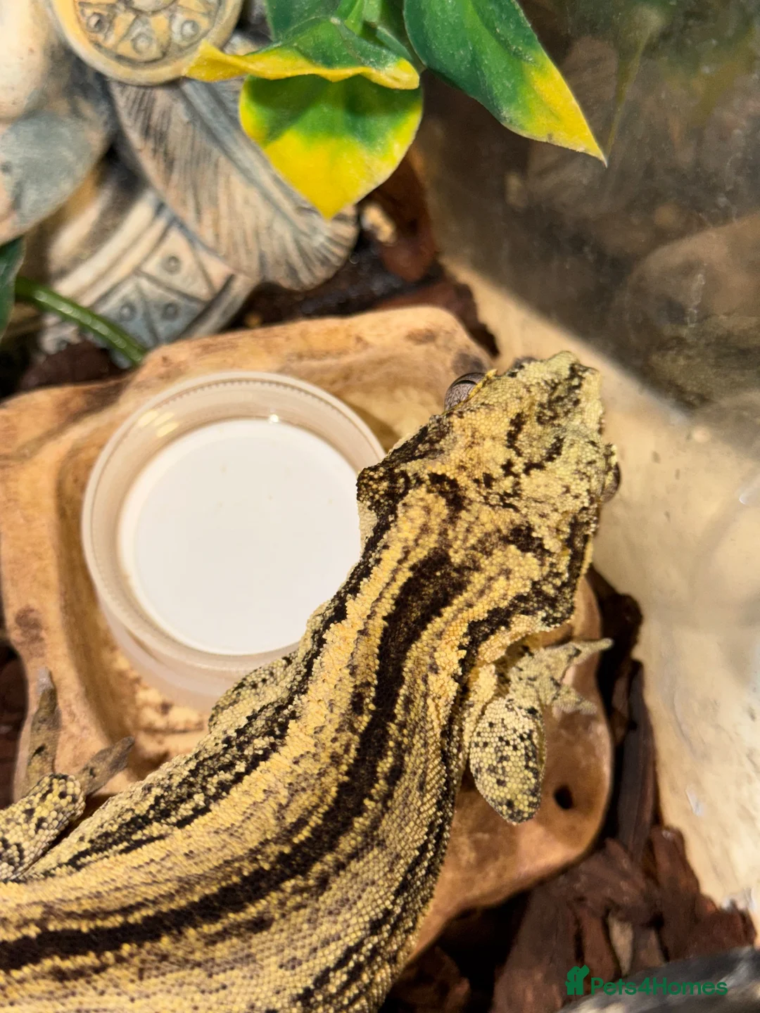 Gecko reptiles for sale: 3 Geckos For Sale (1, Gargoyle Gecko, 2 Crested) - Advert 2