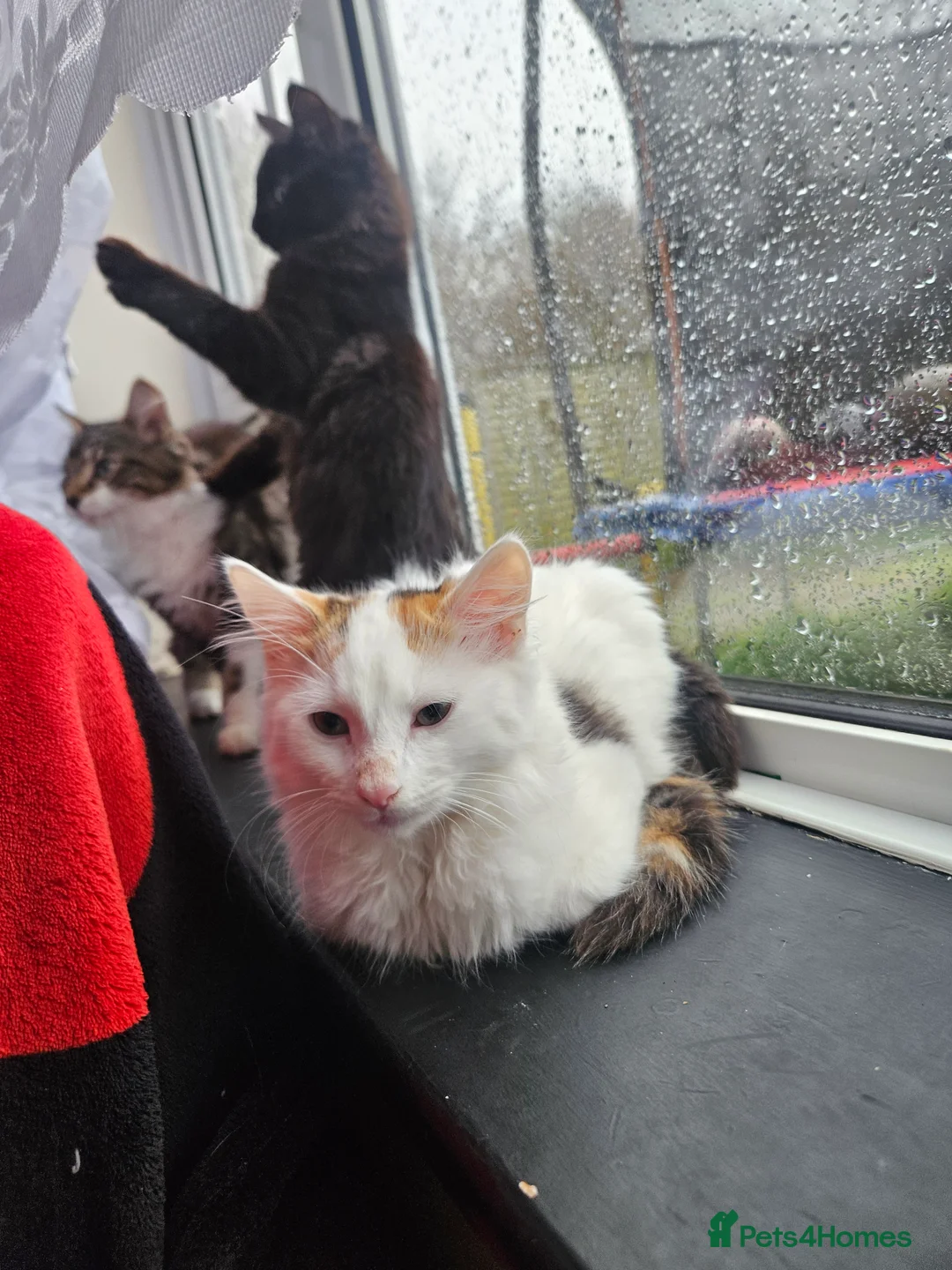 Mixed Breed cats for sale: ​🐾 Precious Bottle-Fed & Hand-Raised Kittens ❣️ - Advert 1