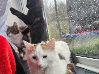 Mixed Breed cats 🐾 Precious Bottle-Fed & Hand-Raised Kittens ❣️ - Advert 10
