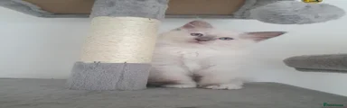 Ragdoll 1 