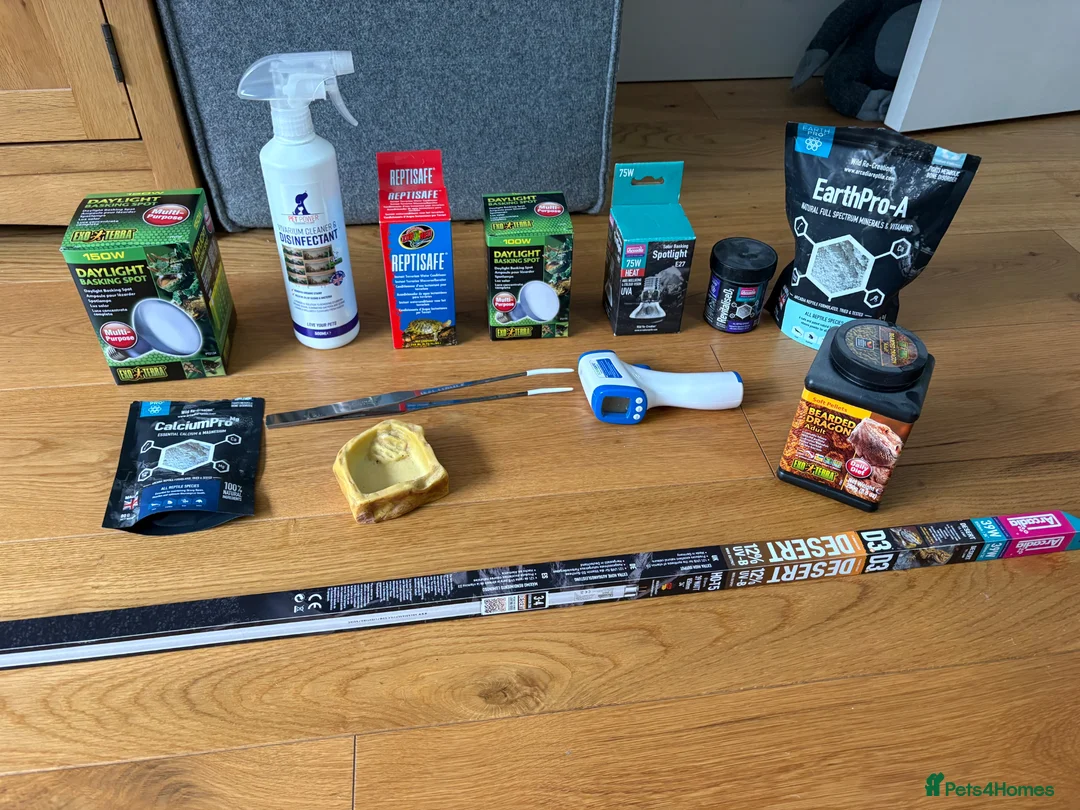 Bearded Dragon reptiles for sale: Bearded Dragon, Full Vivarium Set Up & Extras in Stockport - Advert 14