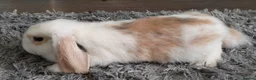 Mixed Breed rabbits for sale: Cute & Loving French x Mini Lop Ready!!! - Advert 6