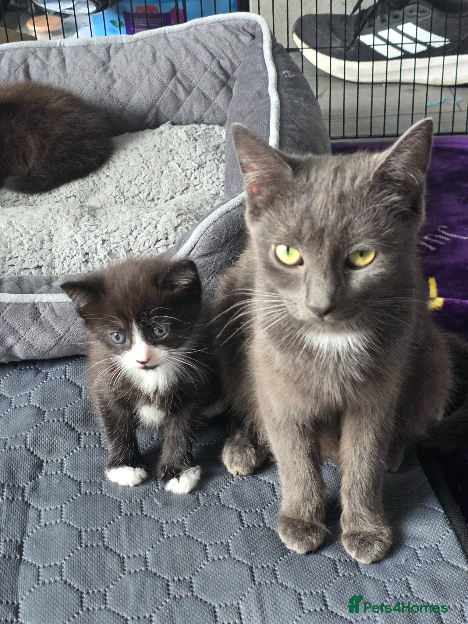 Mixed Breed cats 3 wee boys - Advert 1