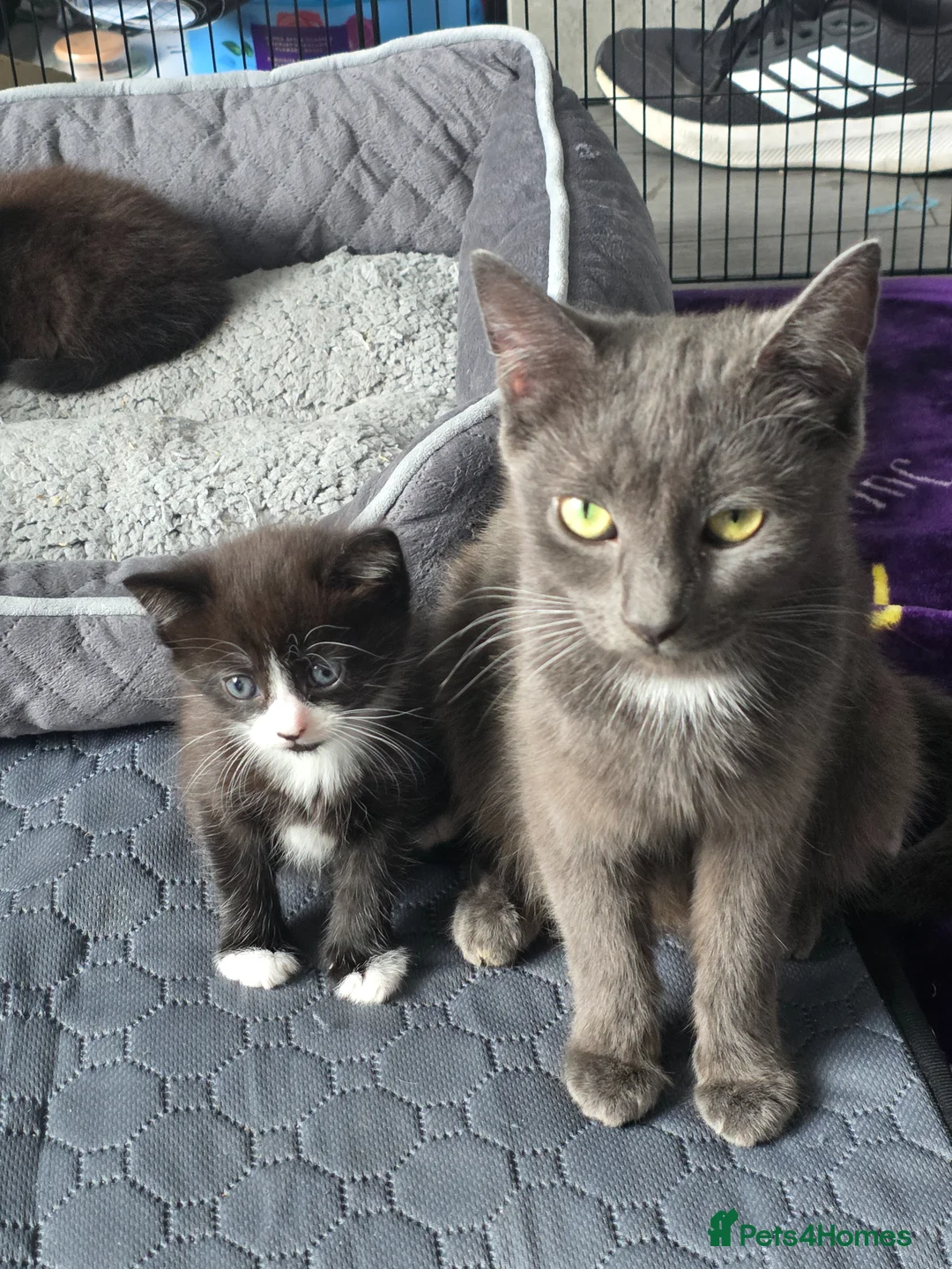 Mixed Breed cats for sale: 3 wee boys in Shotts - Advert 1