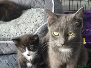 Mixed Breed cats 3 wee boys - Advert 1
