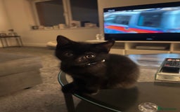 British Shorthair cats for sale: 2 beautiful kittens free to a good home  - Image 4