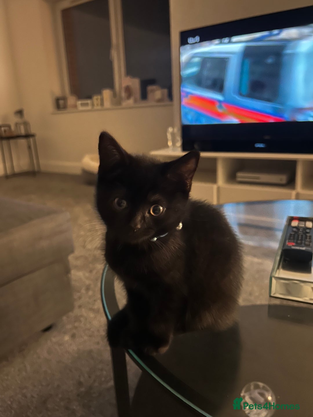 British Shorthair cats for sale: 2 beautiful kittens free to a good home  - Image 4