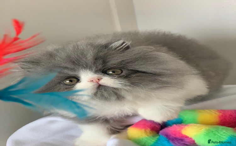 Persian cats - Advert 5