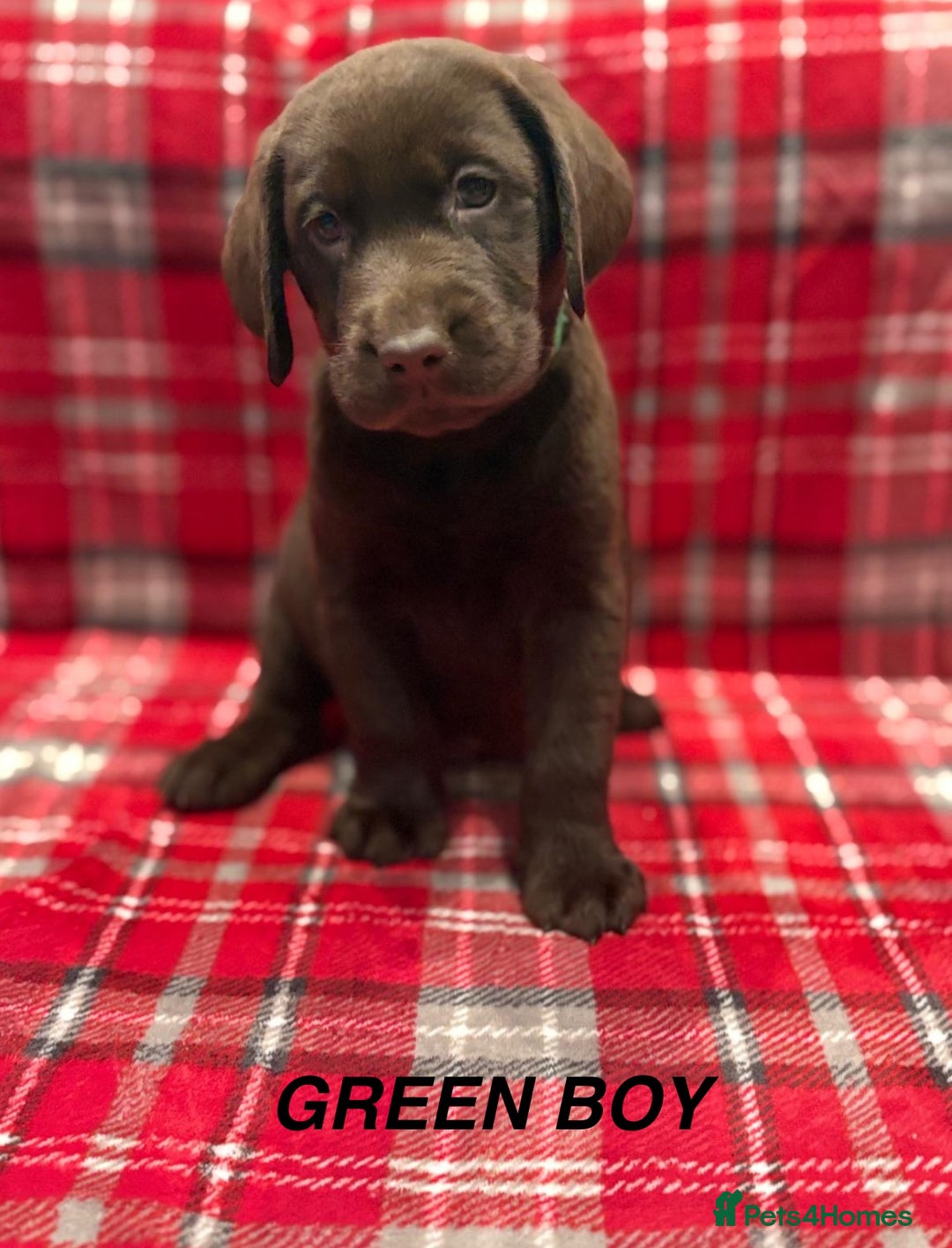 Labrador Retriever dogs for sale: Beautiful KC Chocolate Labrador Retriever puppies - Advert 11