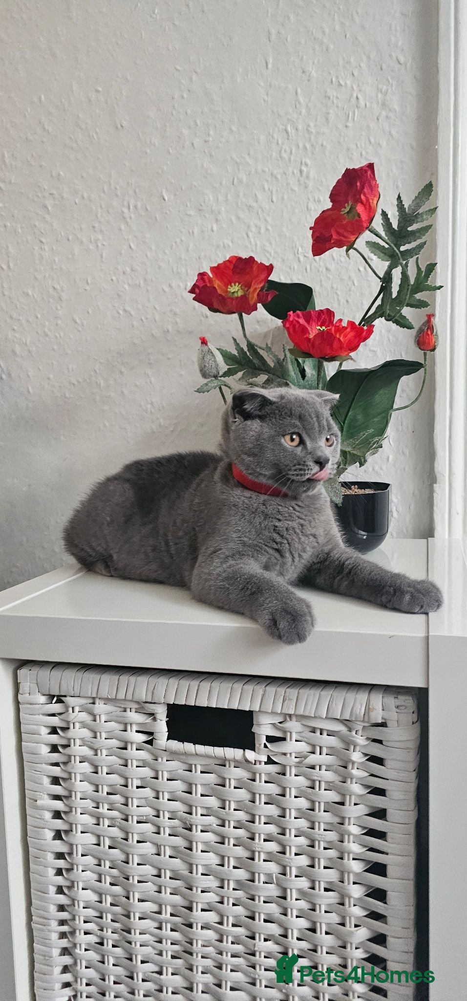Scottish Fold cats FULLY VACCINATED! Last Scottish Fold Male - Advert 2