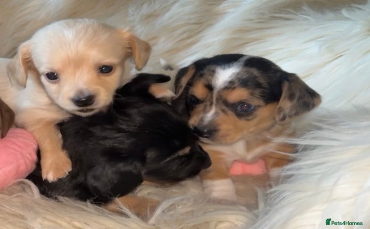 Chiweenie dogs - Advert 13