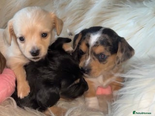 Chiweenie dogs - Advert 1