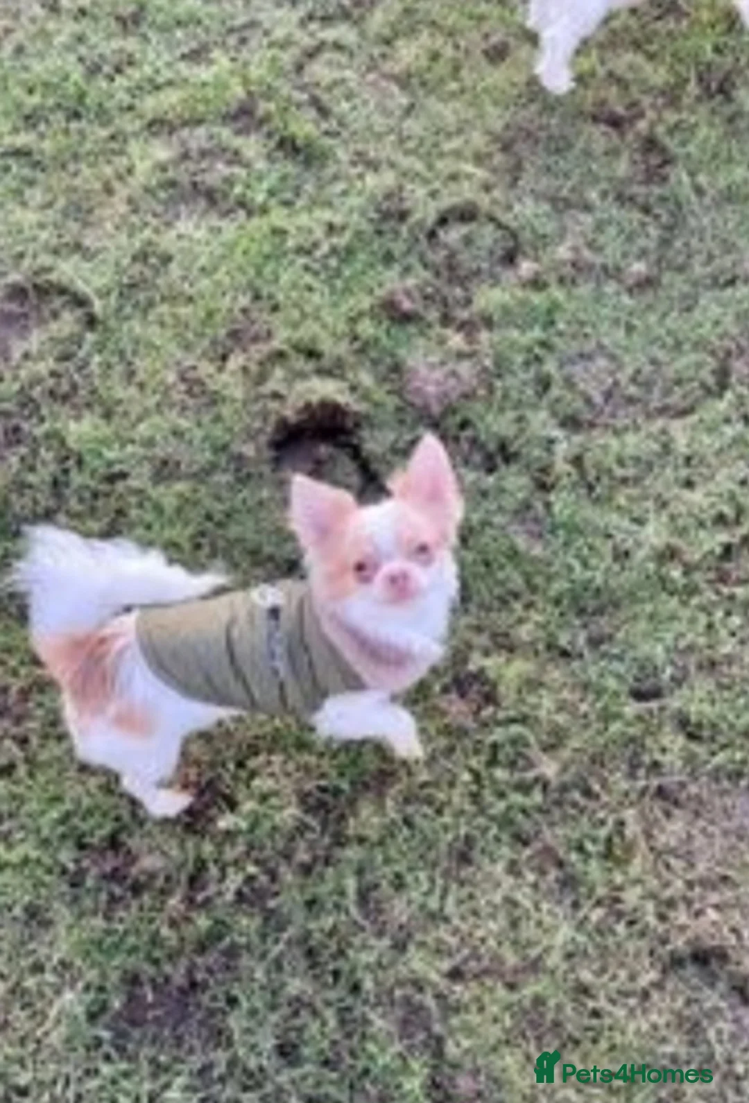 Chihuahua dogs for stud: Kc long haired chihuahua stud  in Wisbech - Advert 6