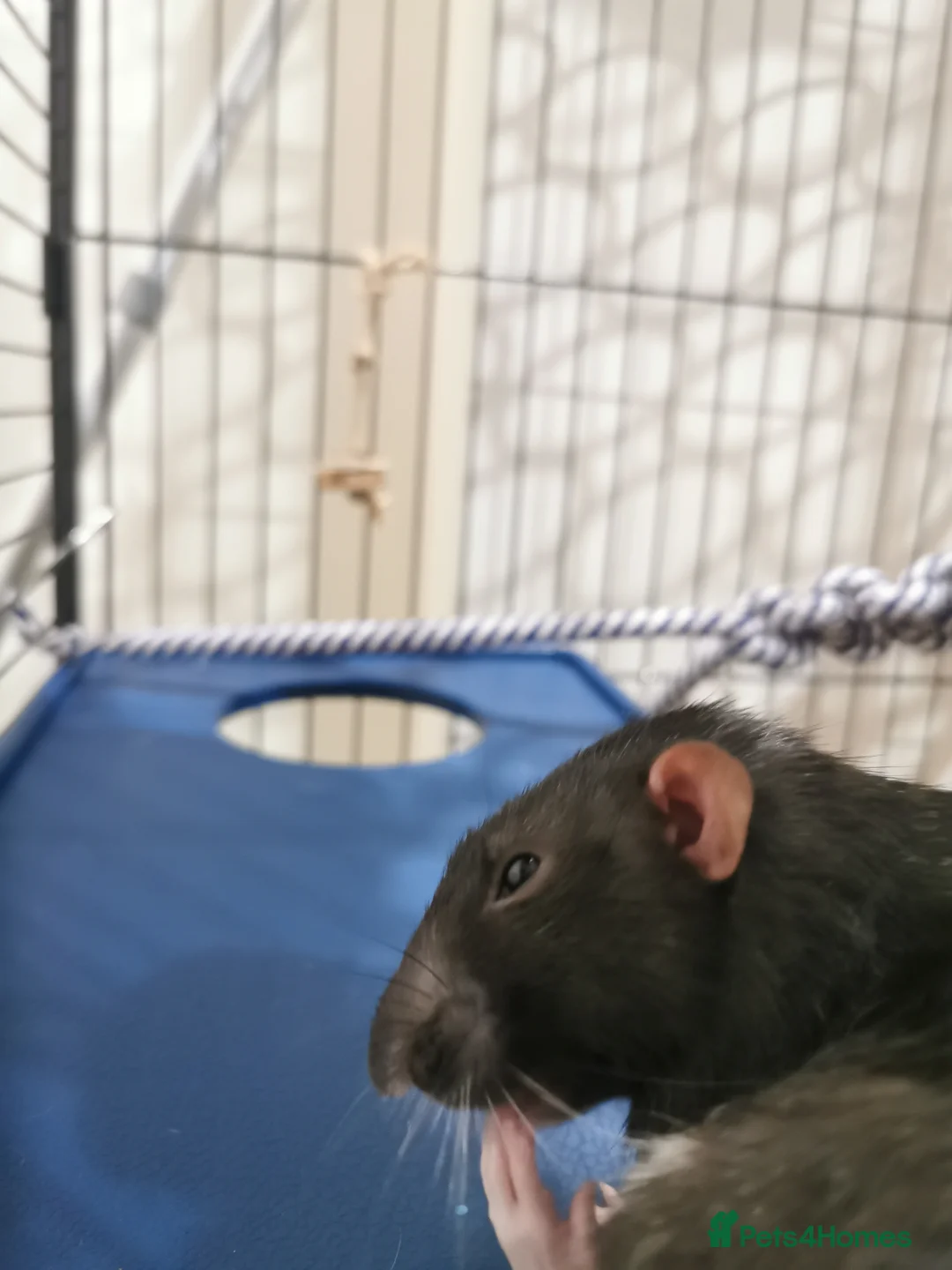 Rat rodents for sale: Free rats male with cage and accessories  - Advert 9