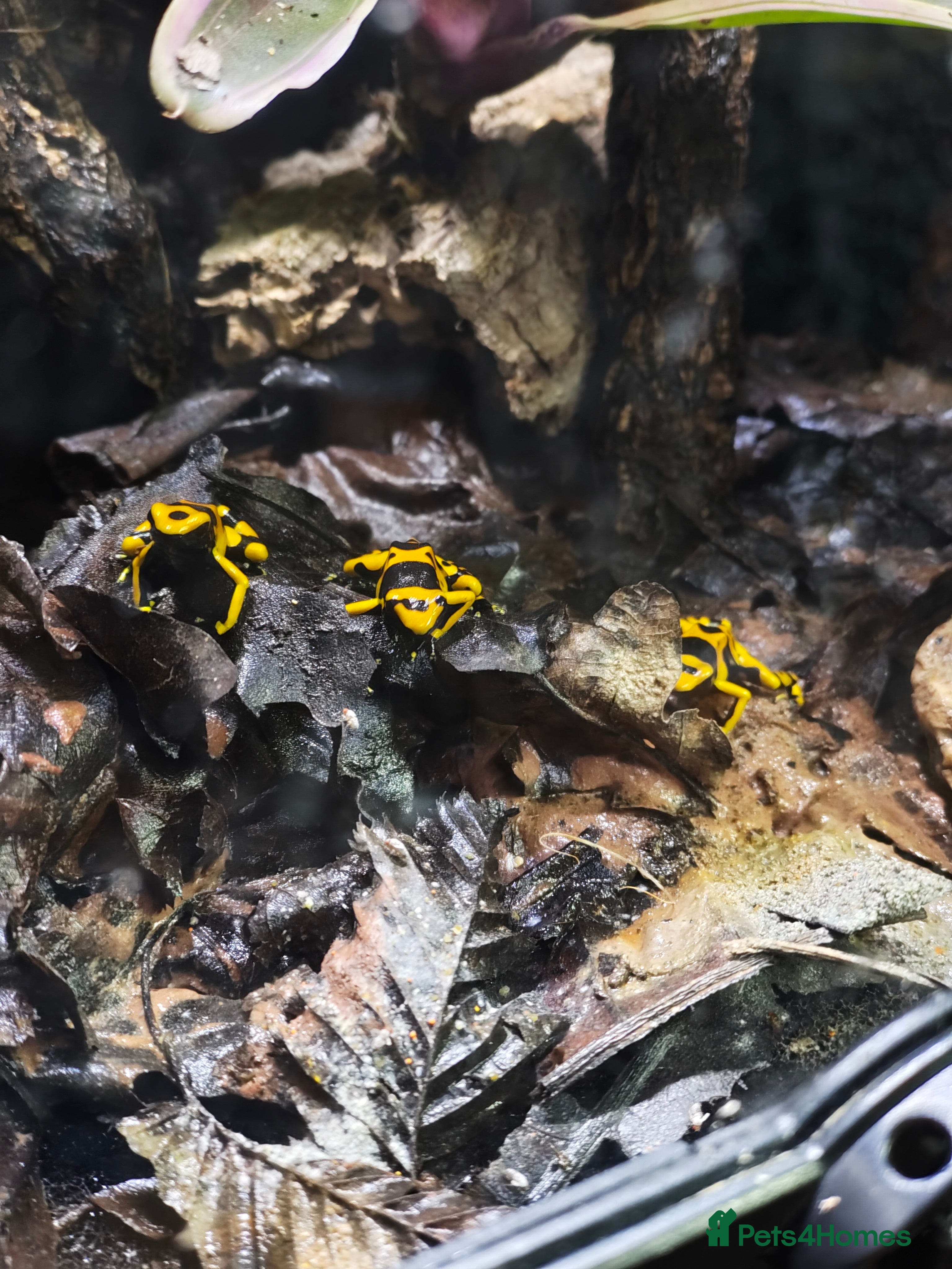 Frog reptiles Leucomelas Dart Froglets - Advert 8