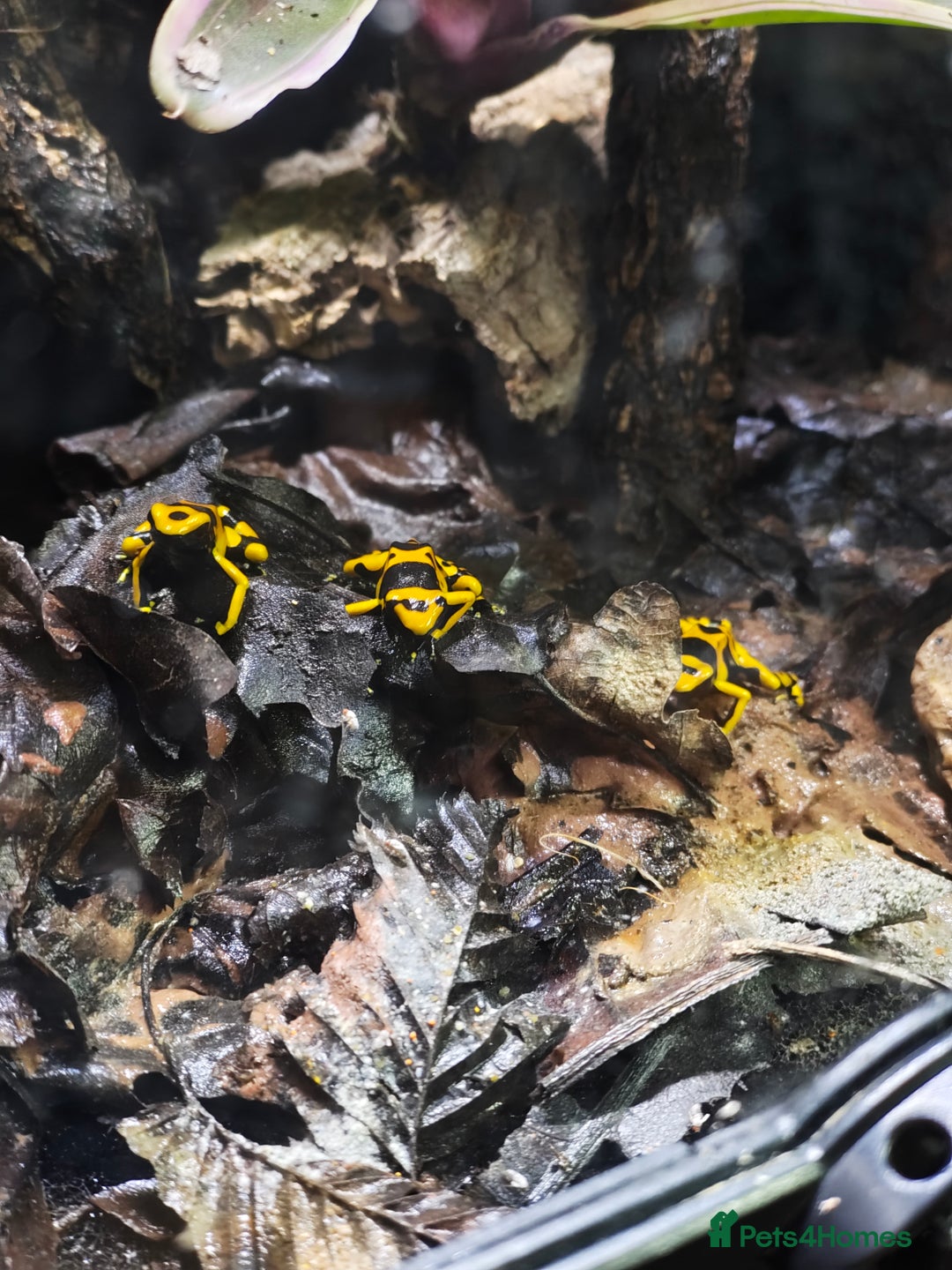 Frog reptiles for sale: Leucomelas Dart Froglets - Advert 1