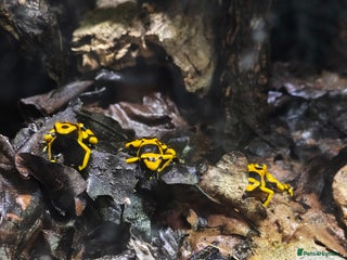 Frog reptiles Leucomelas Dart Froglets - Advert 1