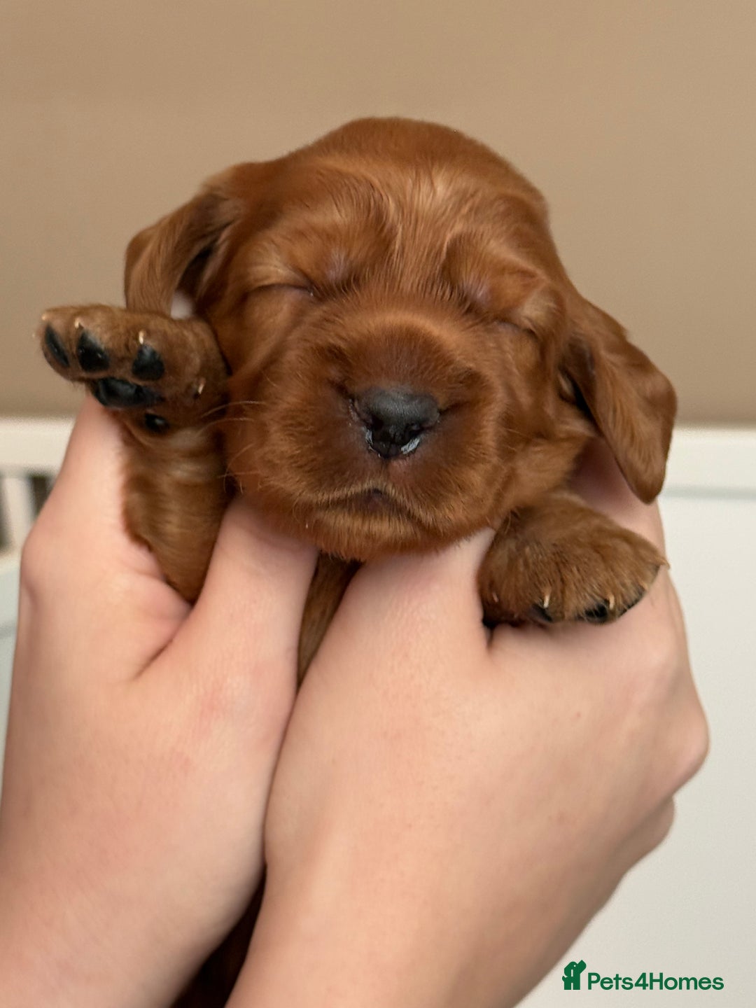 Cocker Spaniel dogs for sale: Chunky Show Cocker Spaniel Puppies 🤩🥰 - Advert 9