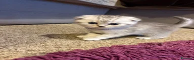 Scottish Fold 1