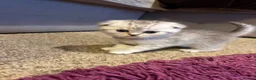 Scottish Fold cats for sale: 🐾 4 Beautiful Scottish Fold Boys 🐾 - Advert 13